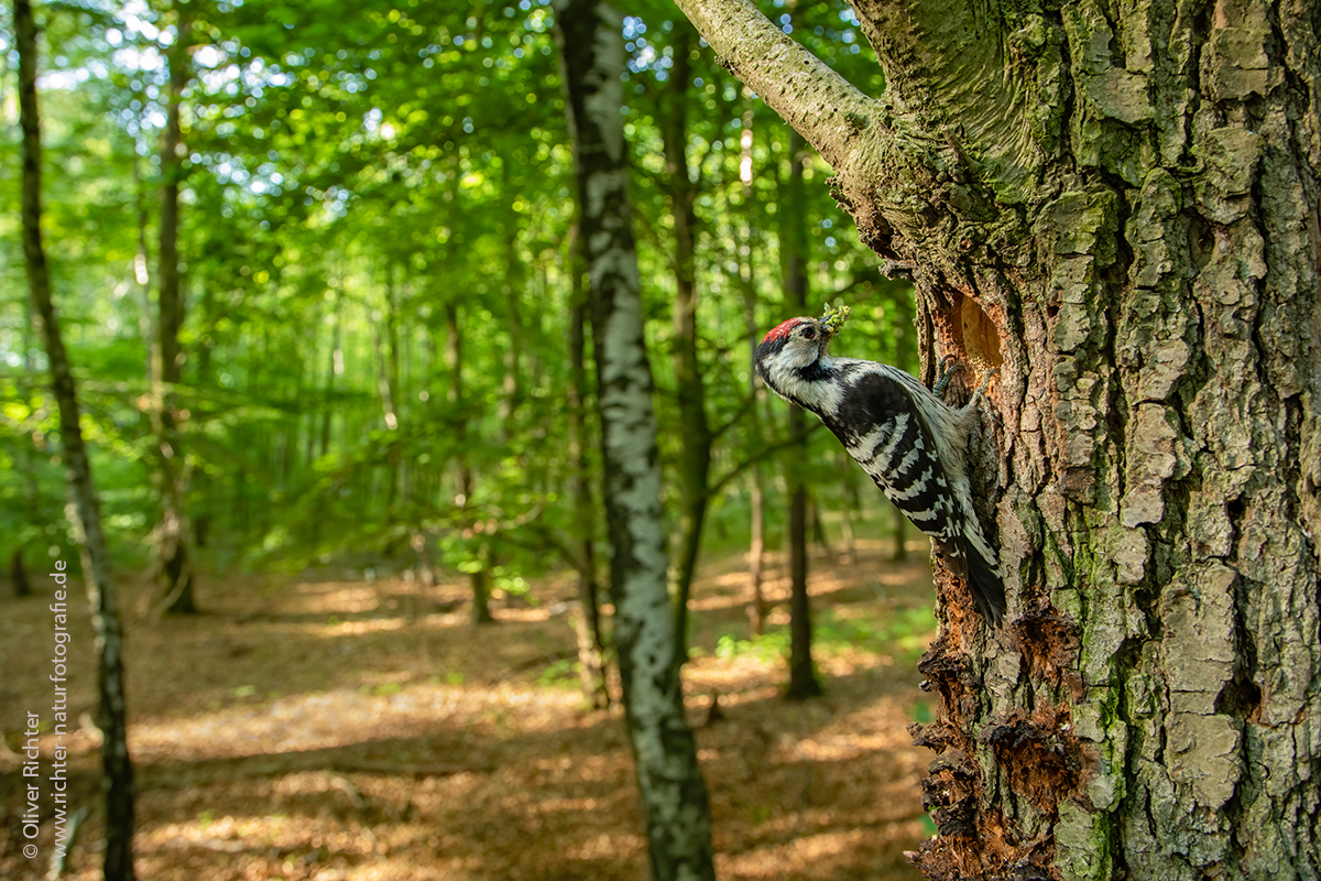 Kleinspecht im Habitat