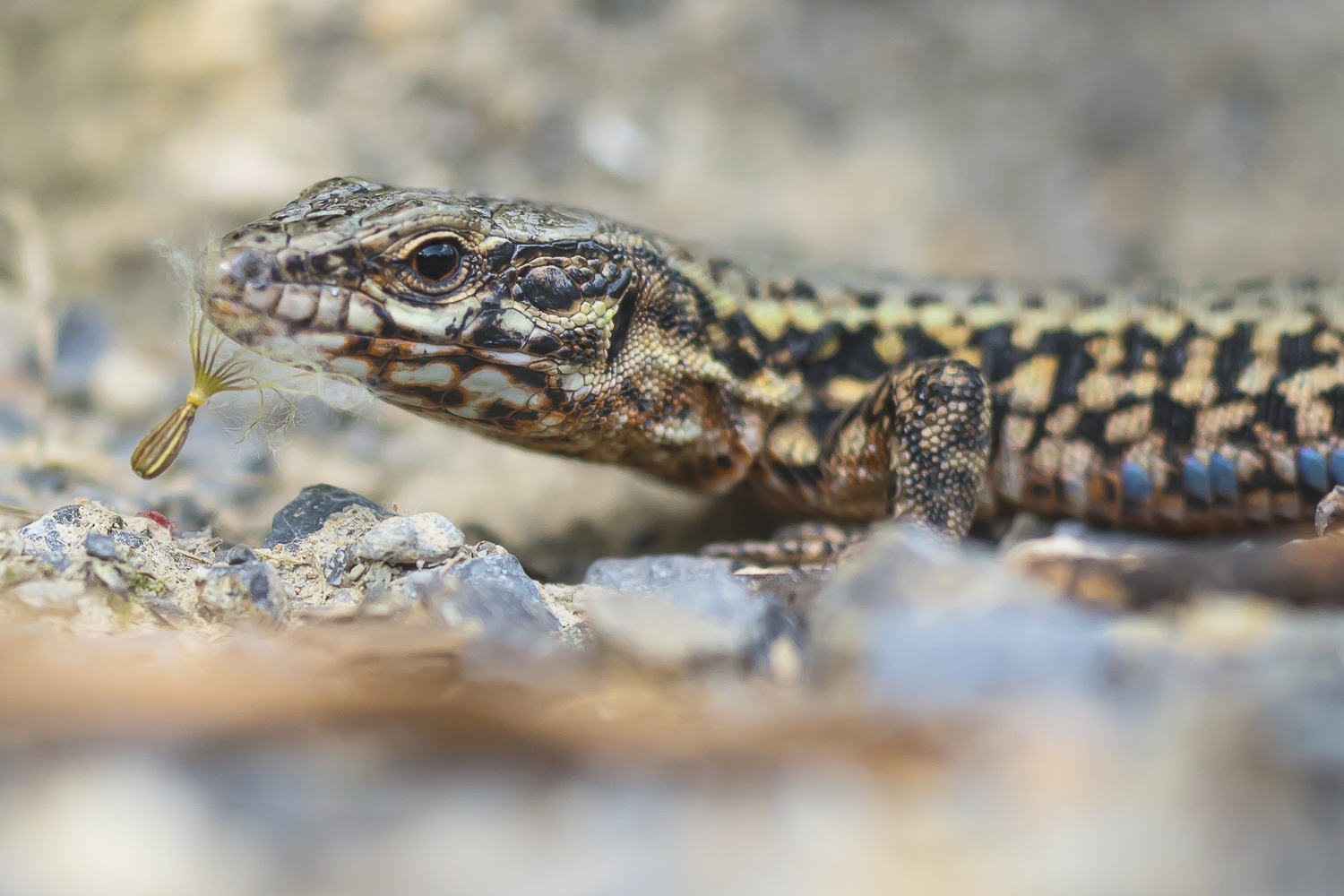 Mund und Nasenschutz für Reptilien