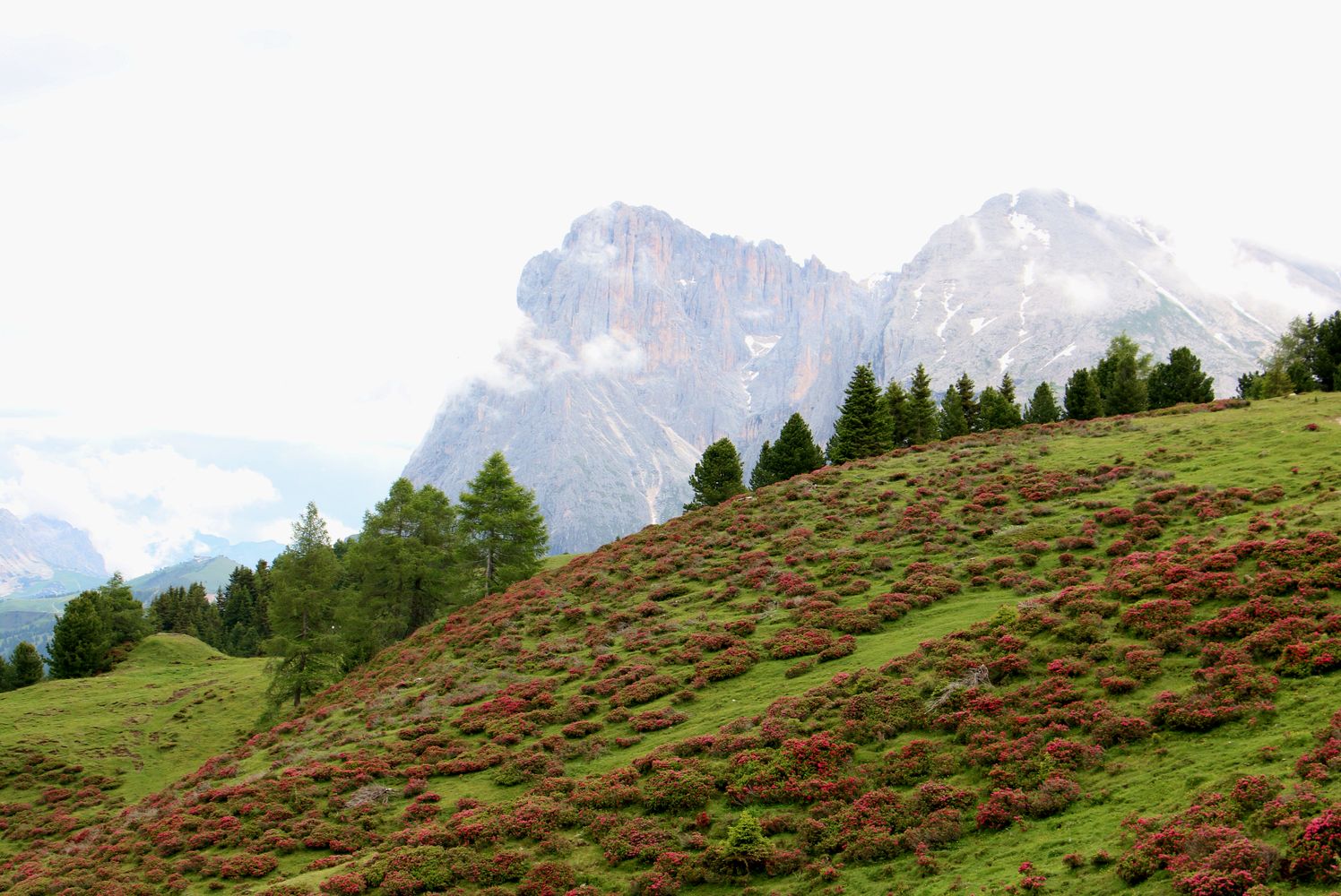 Zur Zeit der Alpenrosenblüte