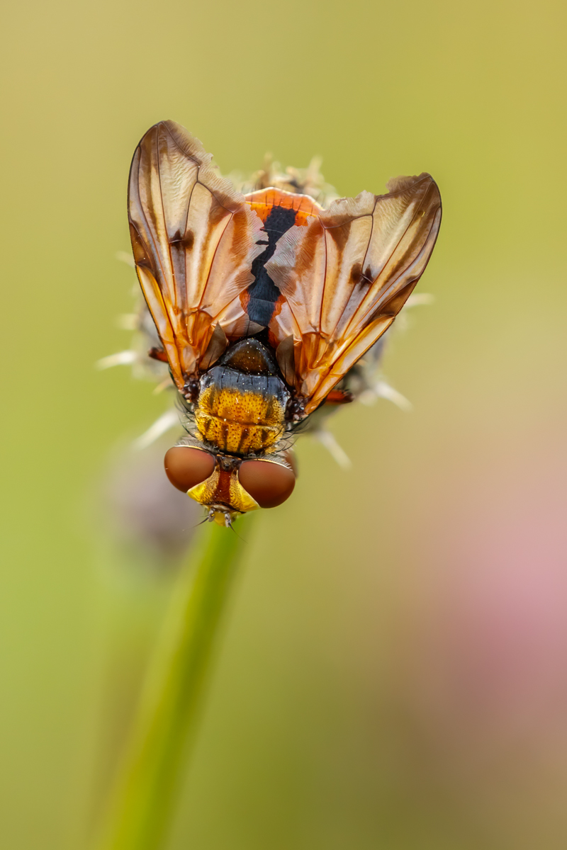 Eine Raupenfliege