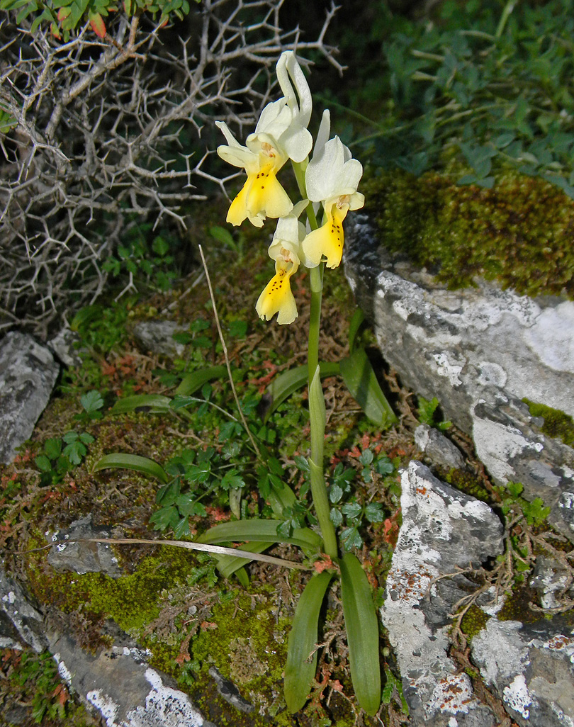 Wenigblütiges Knabenkraut