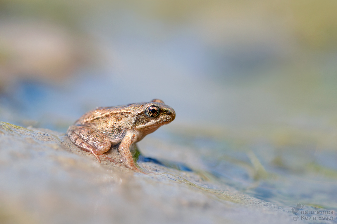 Grasfrosch - Jungtier