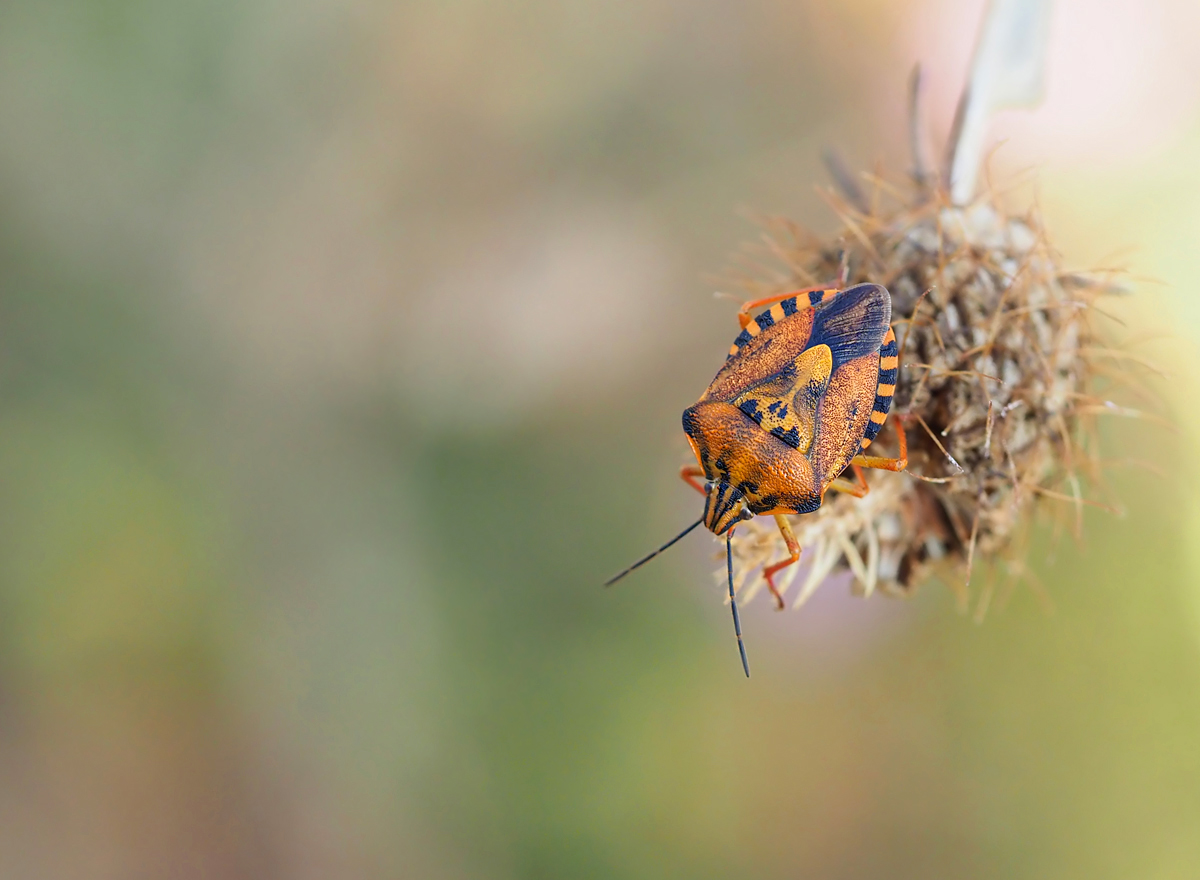 Carpocoris mediterraneus 