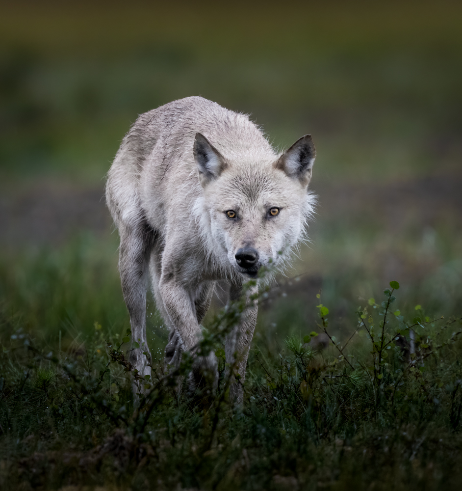 Grauer Geist der Wildnis