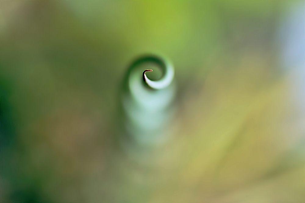 -Spirale-