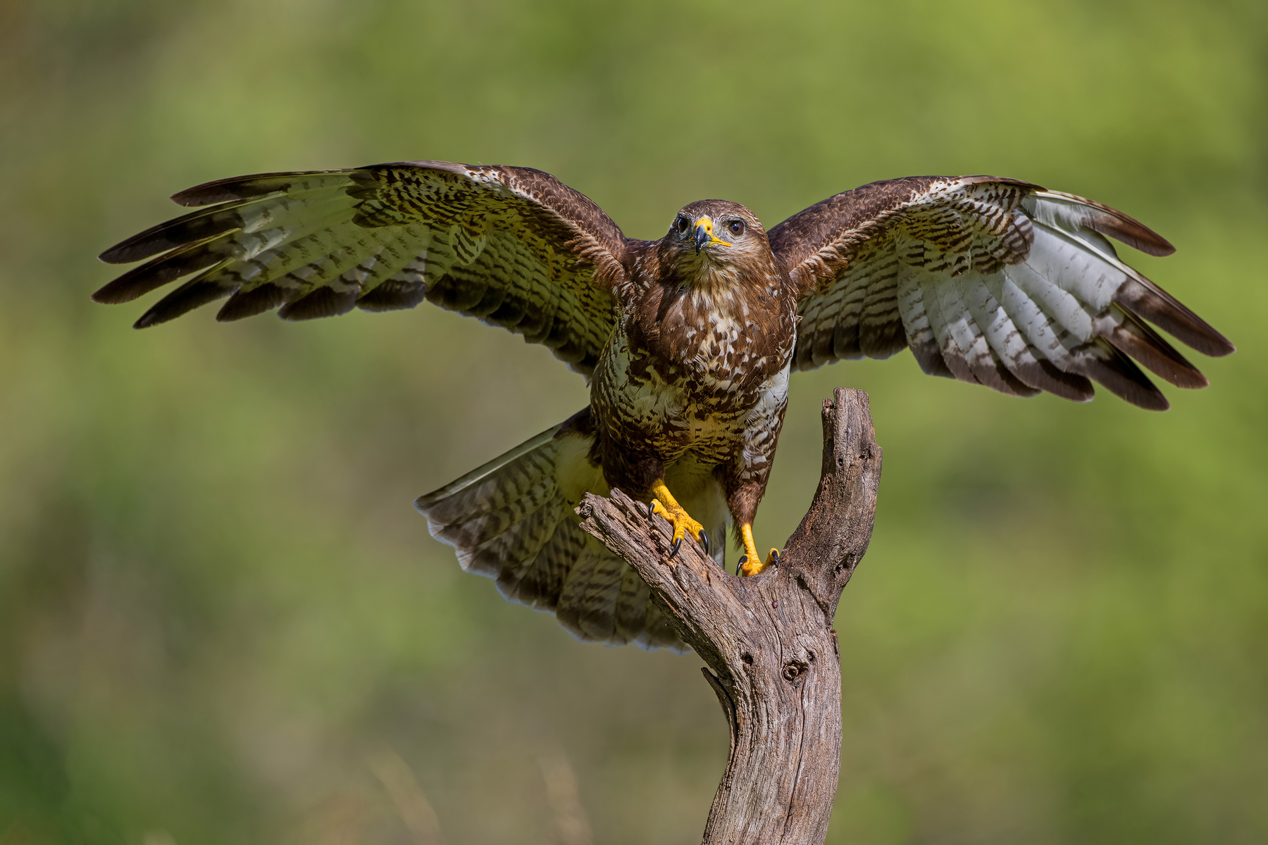 Mäusebussard