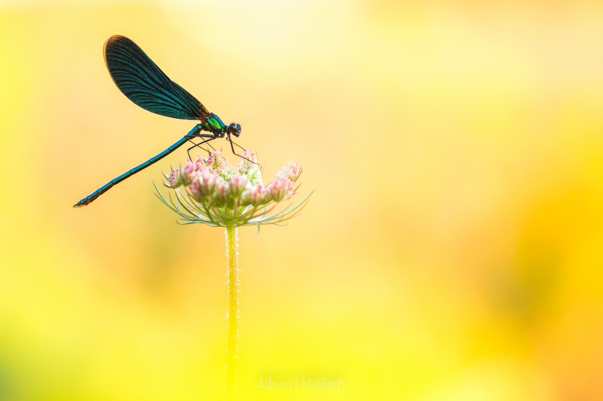 Prachtlibelle im Morgenlicht