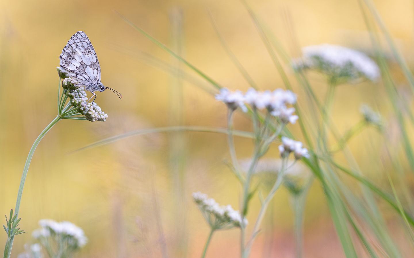 Wiesenimpression