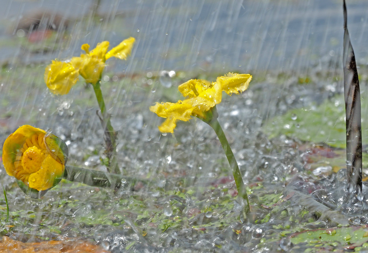 Zwei Blüten und eine Knospe...