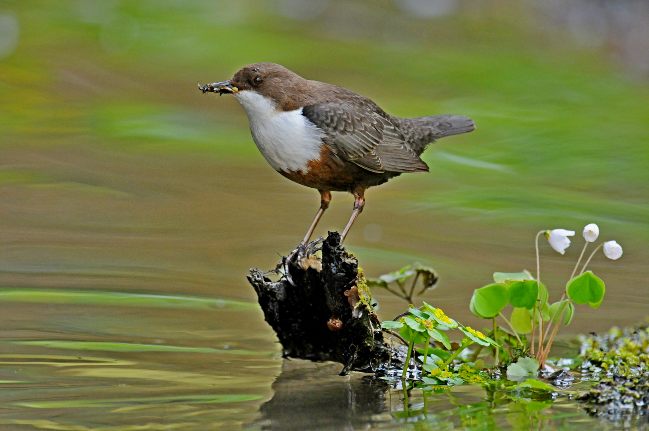 Wasseramsel