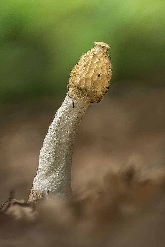 "Duftpilz"