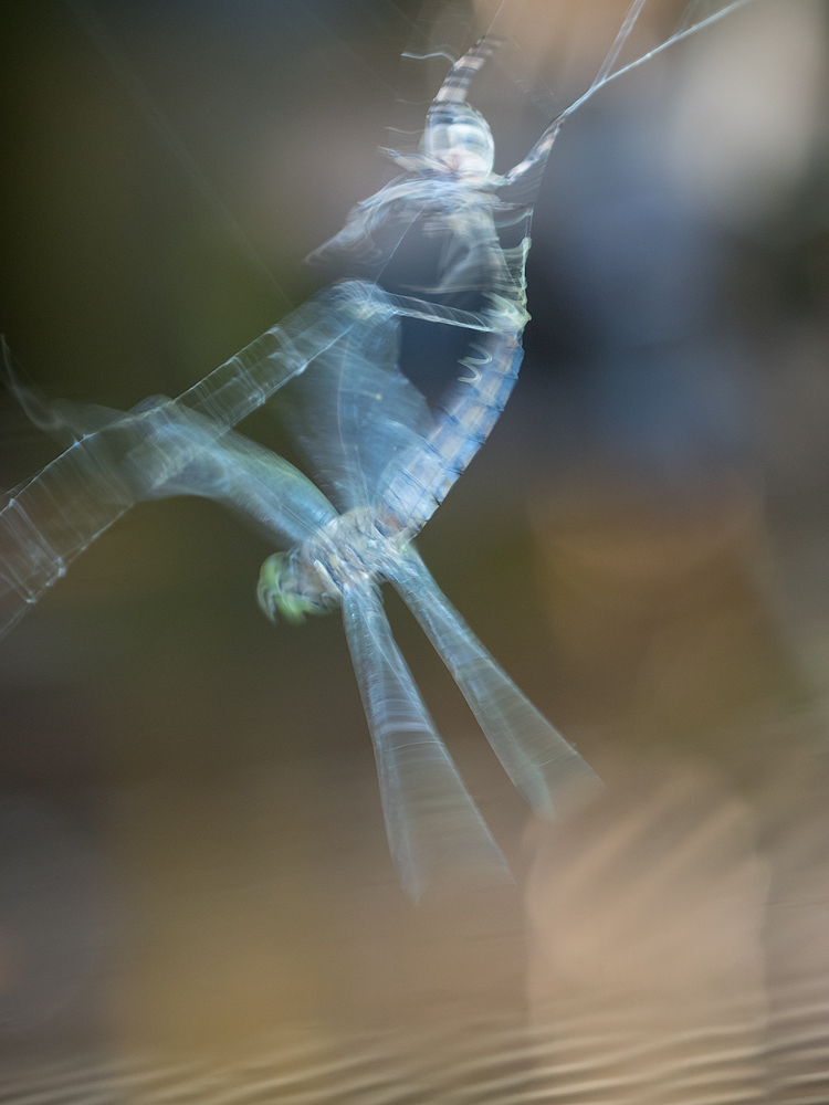 Zwischen Leben und Tod