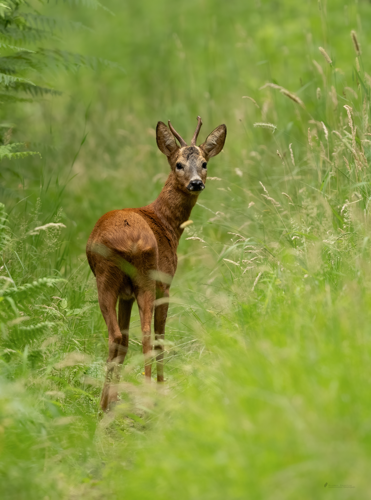 junger Bock im dunklen Wald