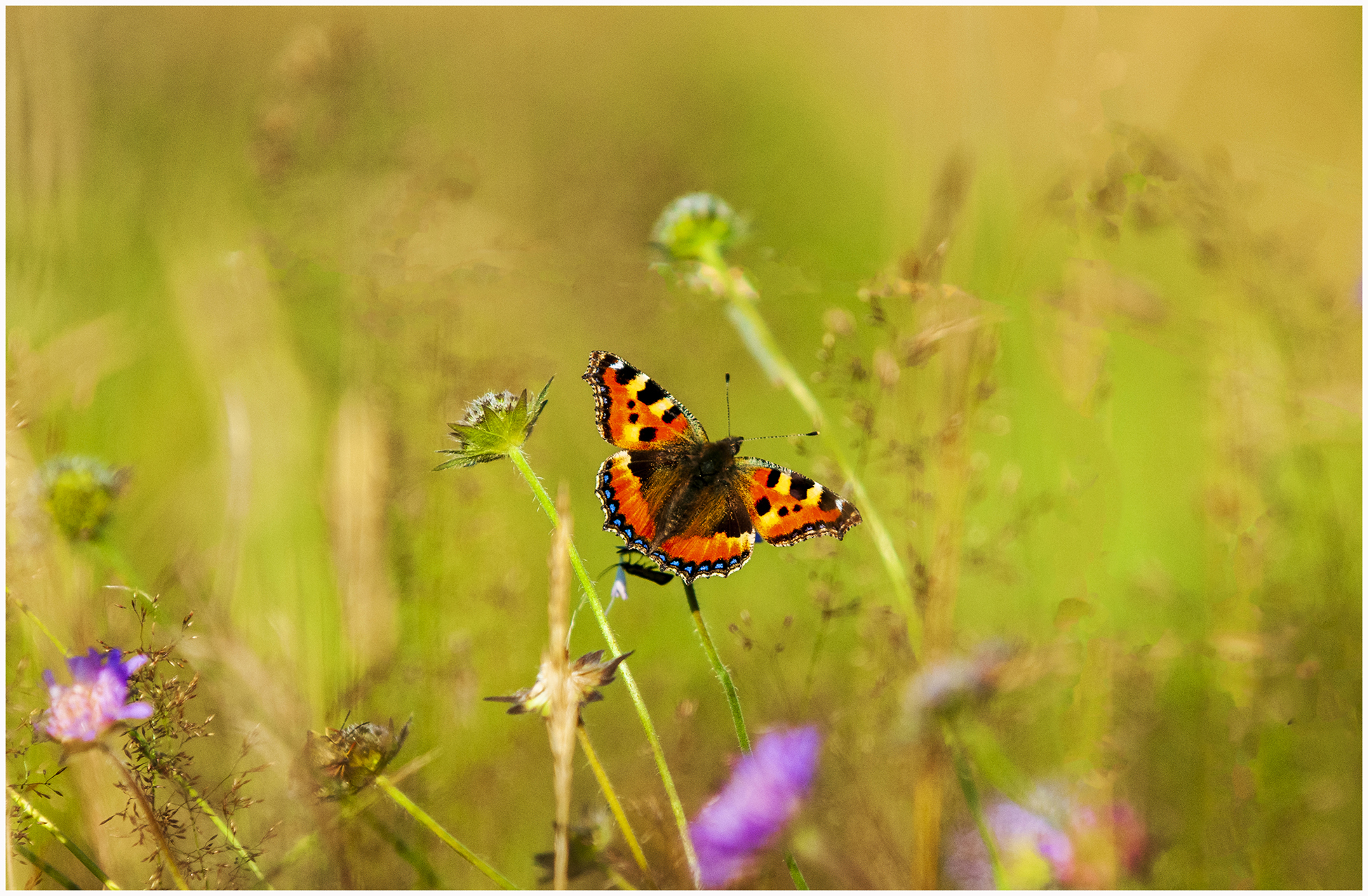 Sommer