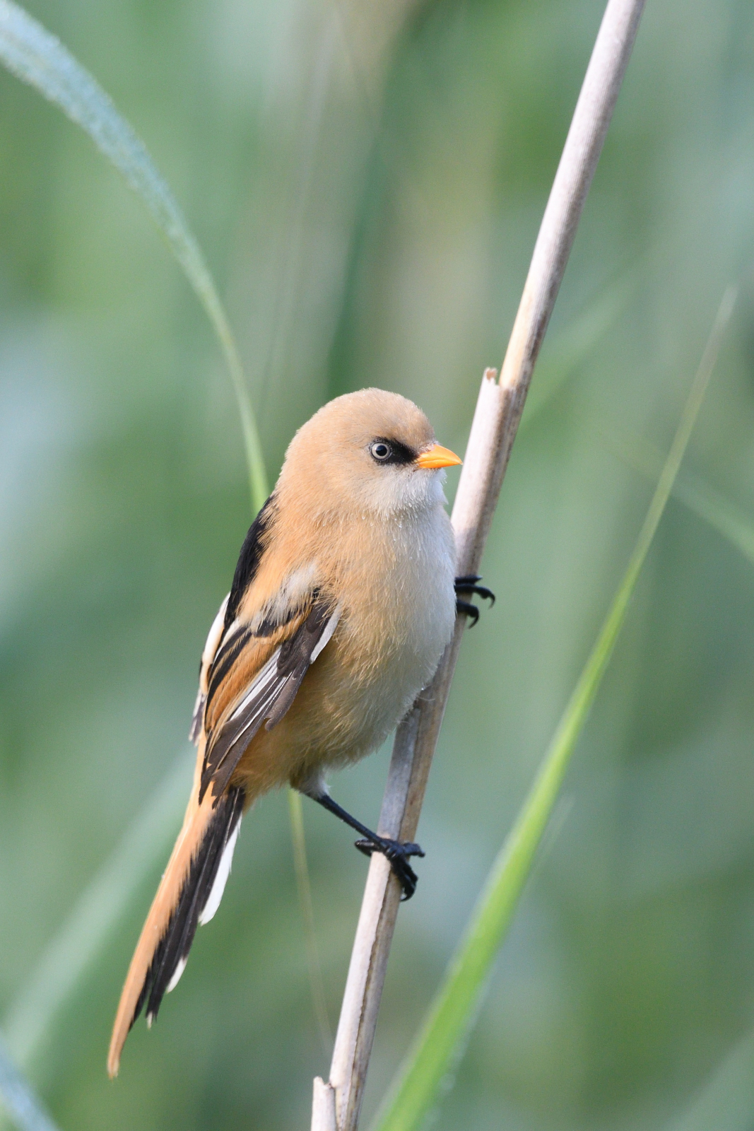 Juvenile Bartmeise