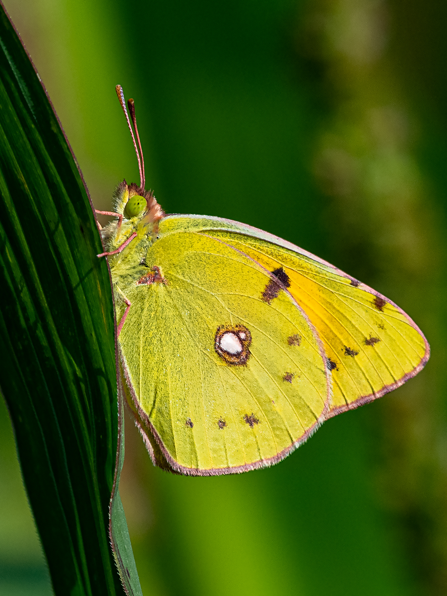 Weißklee-Gelbling (Colias hyale)