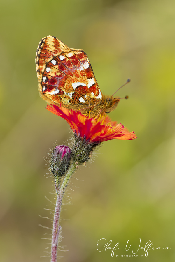 Hochmoor-Perlmuttfalter (Boloria aquilonaris)