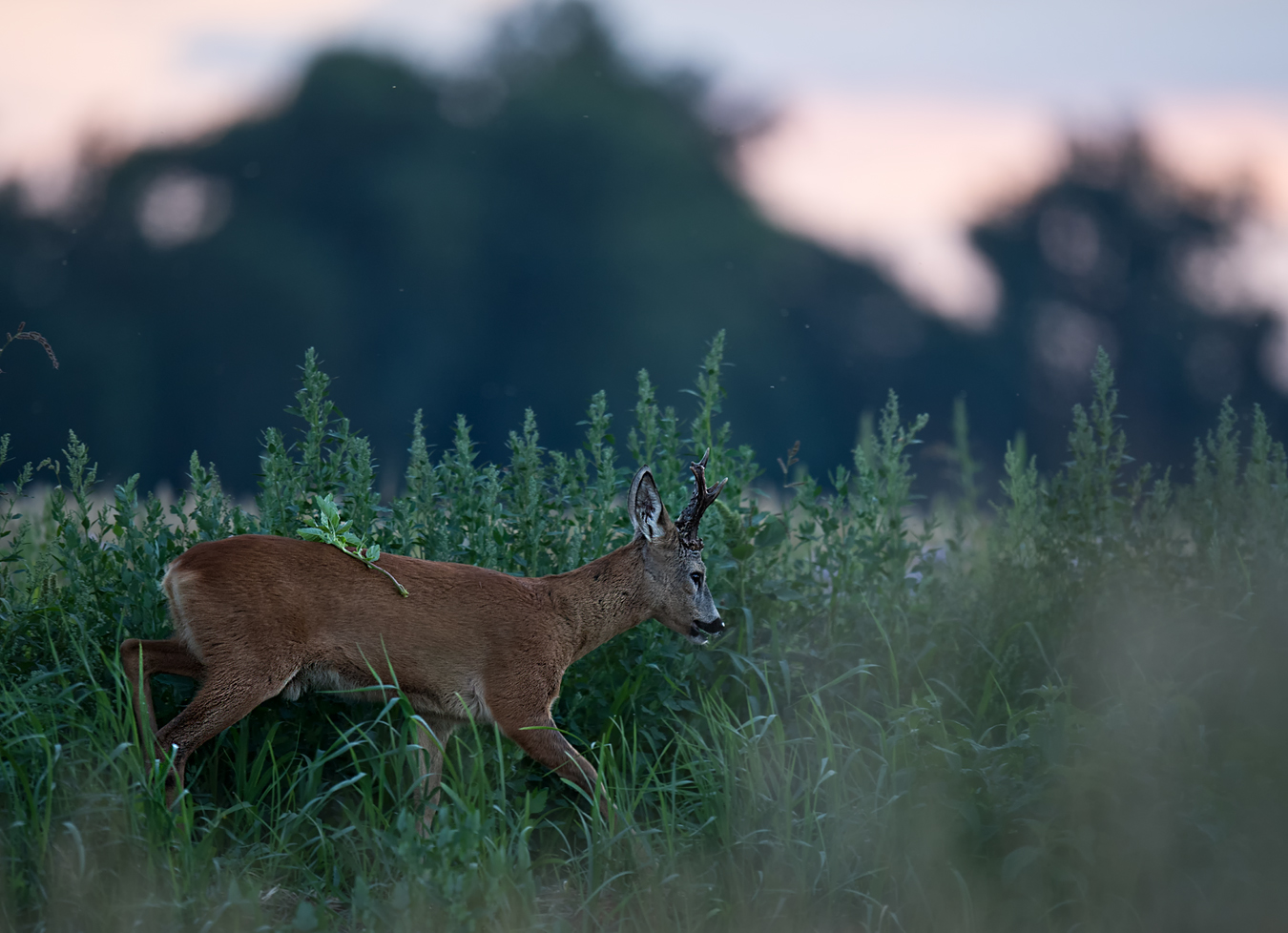 Bock in der blauen Stunde