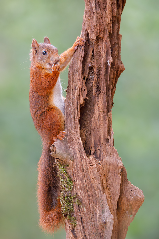 Huch.... (Forum für Naturfotografen)