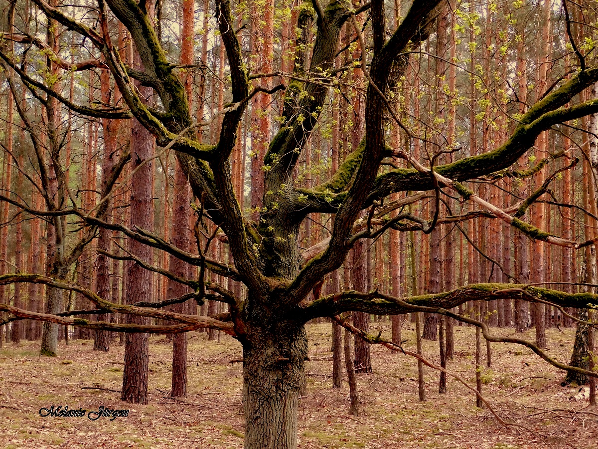 Der verwunschene Baum