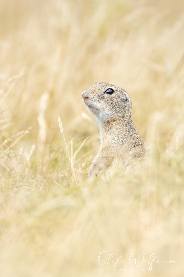 Europäische Ziesel (Spermophilus citellus)