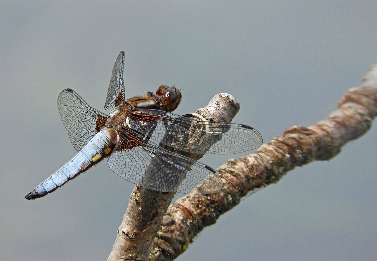 Plattbauchlibelle bei Ausruhen