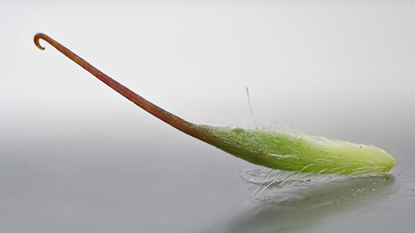 Kleine Klette – der Fruchtkörper hat eine Größe von 6 mm