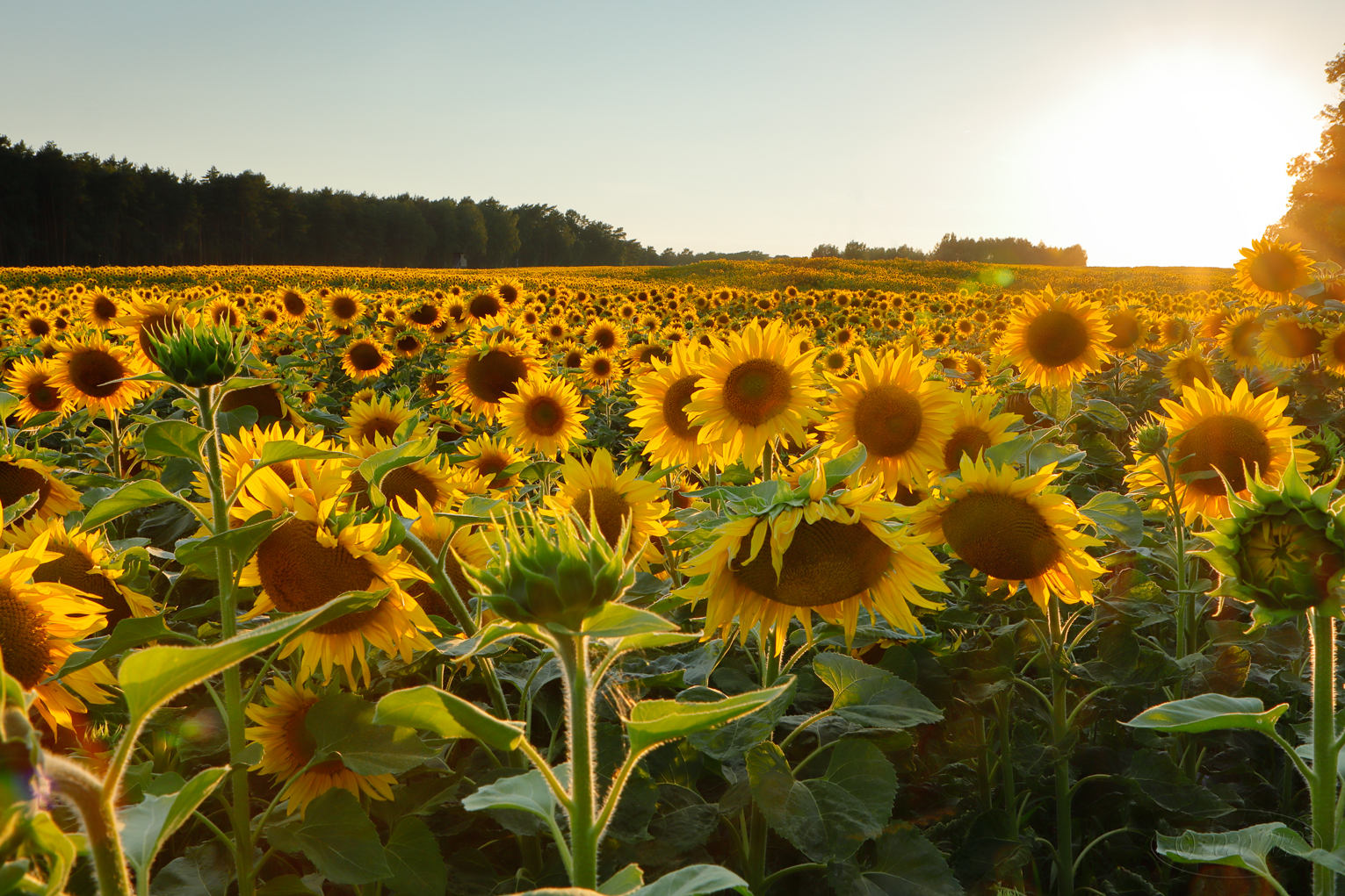 Goldener Sommer