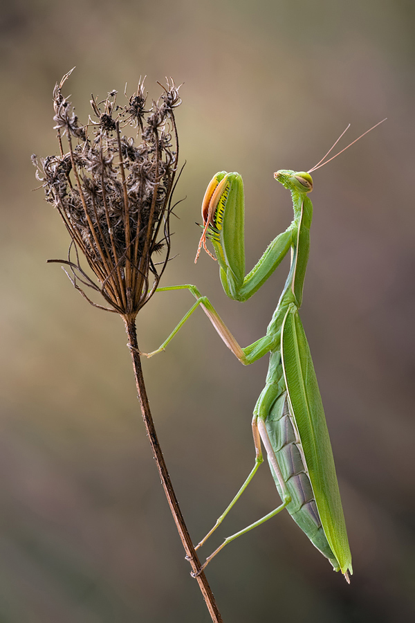 Herbst-Mantis