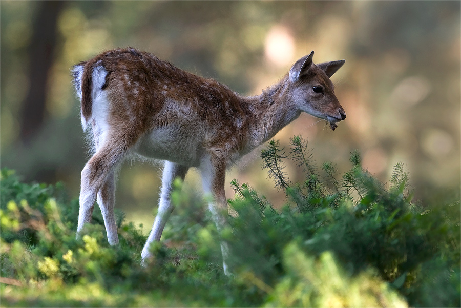 Bambi im Zauberwald