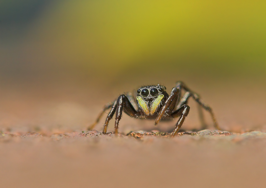 Springspinne .. (Forum für Naturfotografen)