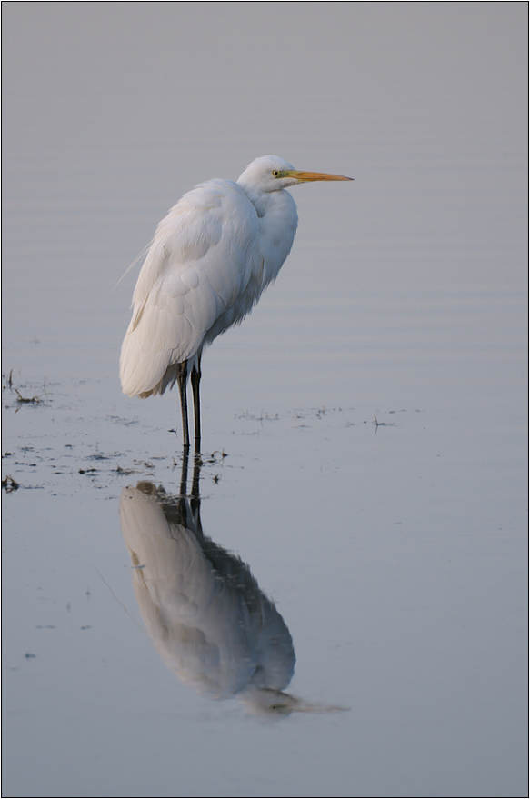 Silberreiher (Casmerodius albus)