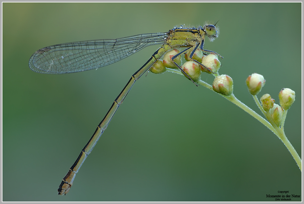 Große Pechlibelle (Ischnura elegans)
