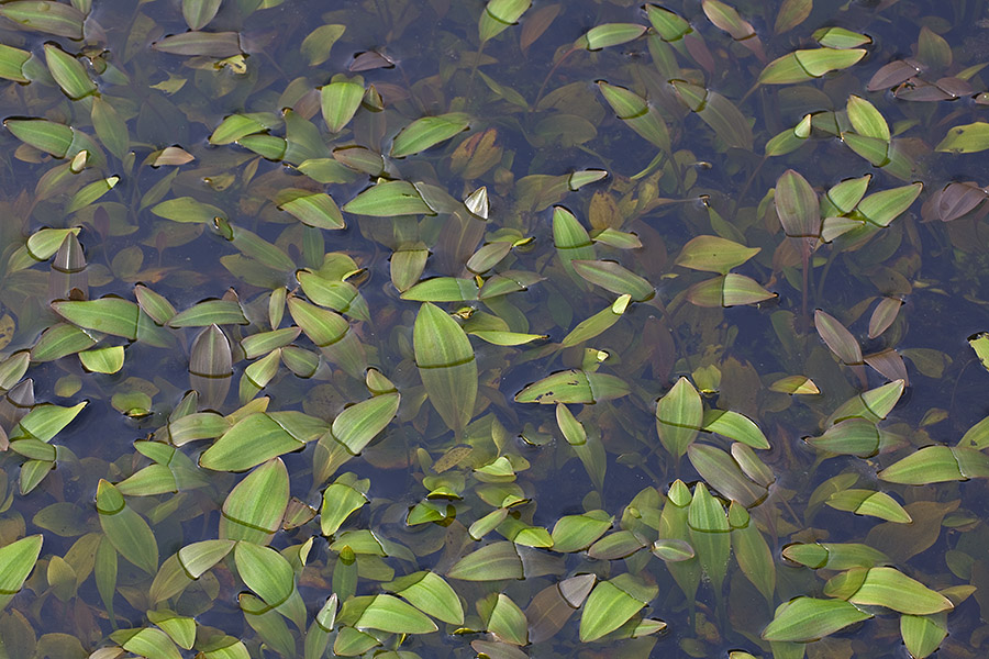 Stille im Heidetümpel