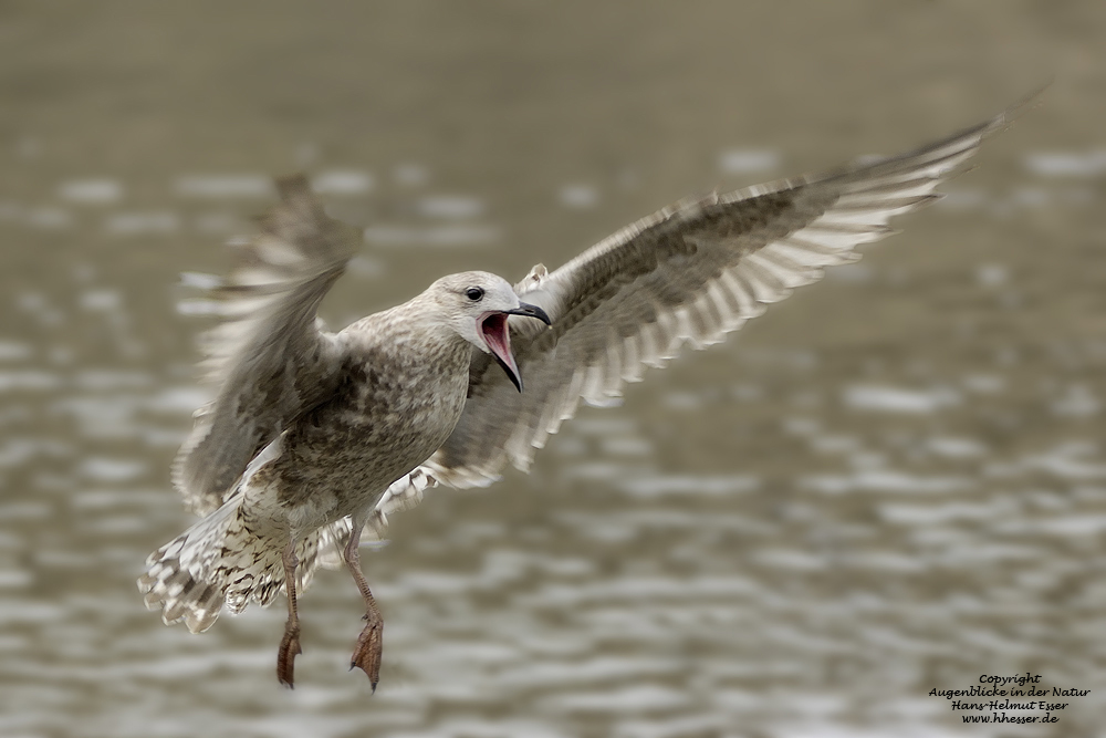 Silbermöwe (Larus argentatus)