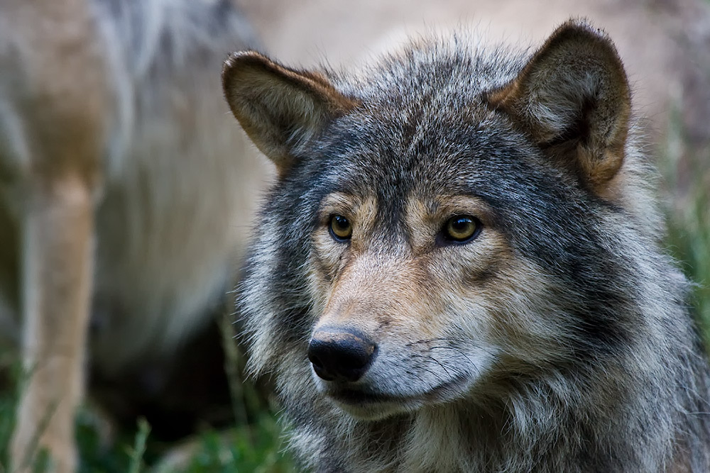 Timberwolf