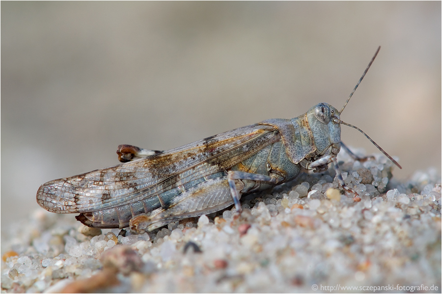 Blauflügelige Sandschrecke