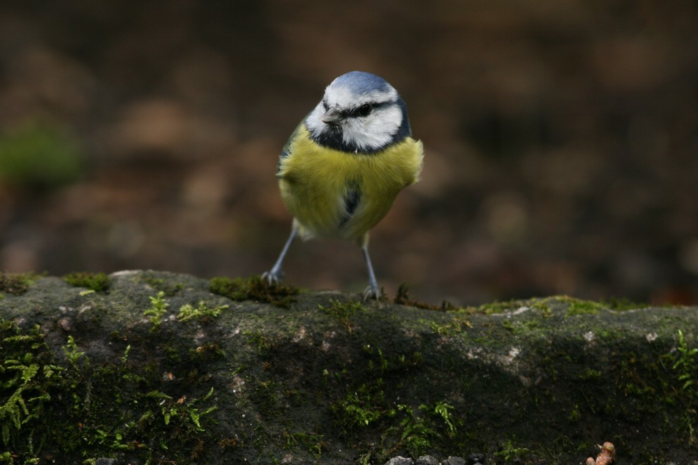 Blaumeise