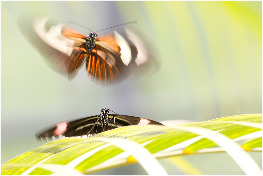 Hochzeitsflug