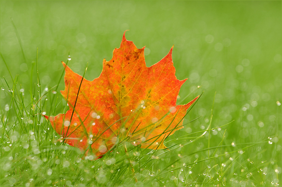 Herbst in Marbacka