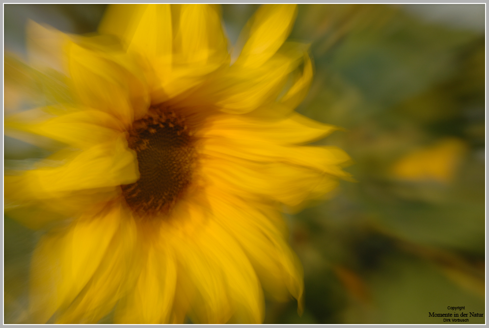 Abschied vom Sommer, Sonnenblume (Helianthus annuus)