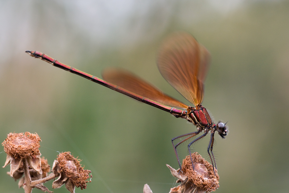 Bronzene Prachtlibelle