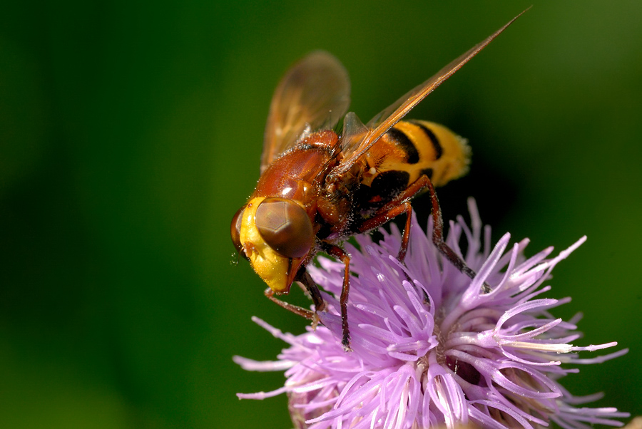 Hornissenschwebfliege