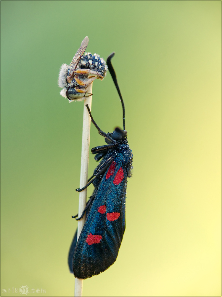 Hufeisenklee-Widderchen - Zygaena transalpina und Kleine Harzbiene - Anthidium strigatum