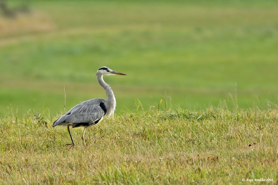 Jagdfieber