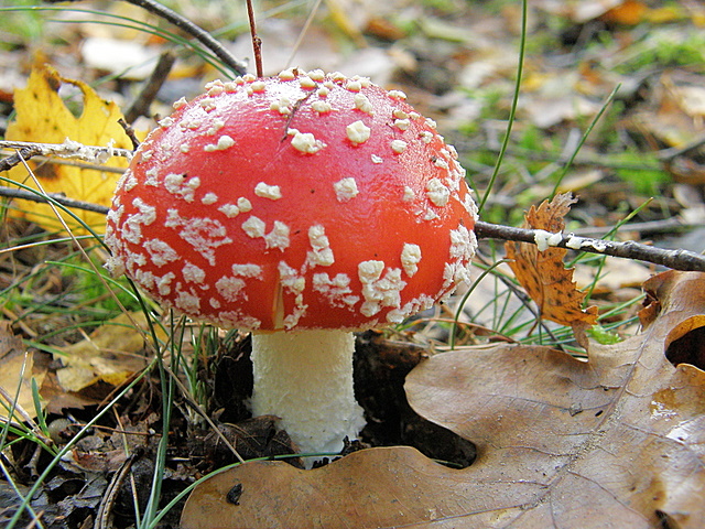 Fliegenpilz