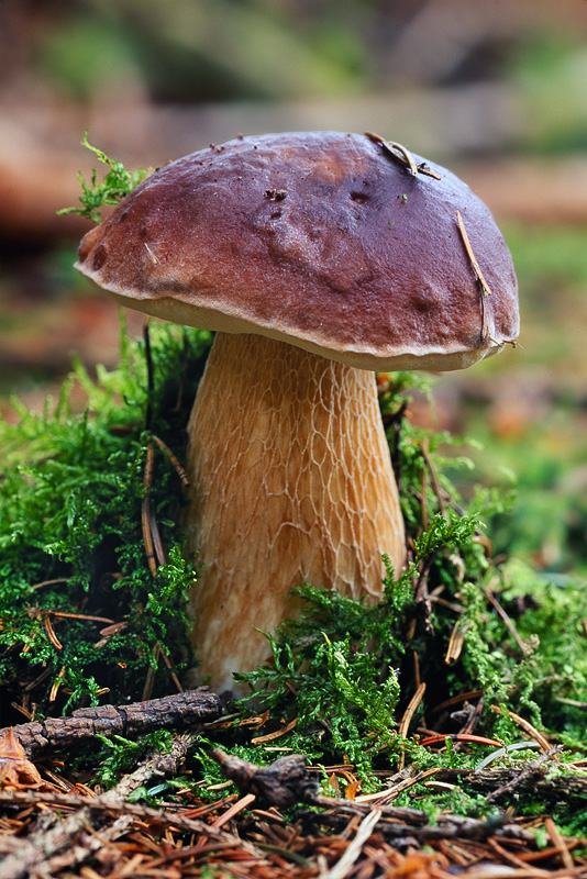 Steinpilz