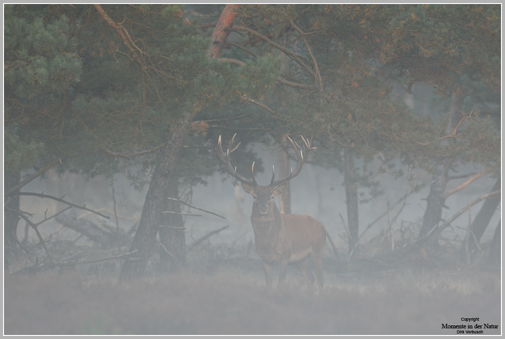 Rothirsch (Cervus elaphus)