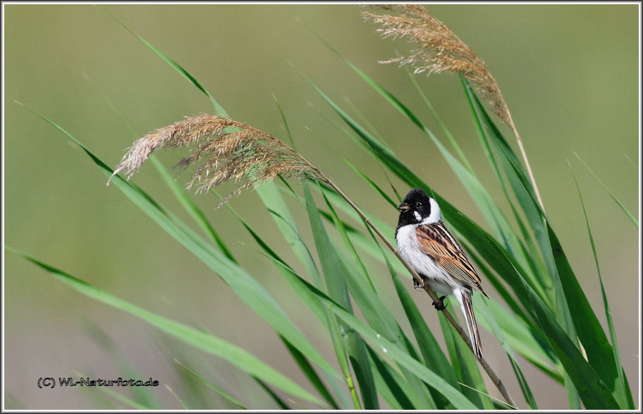 Rohrammer (Emberiza schoenichus )