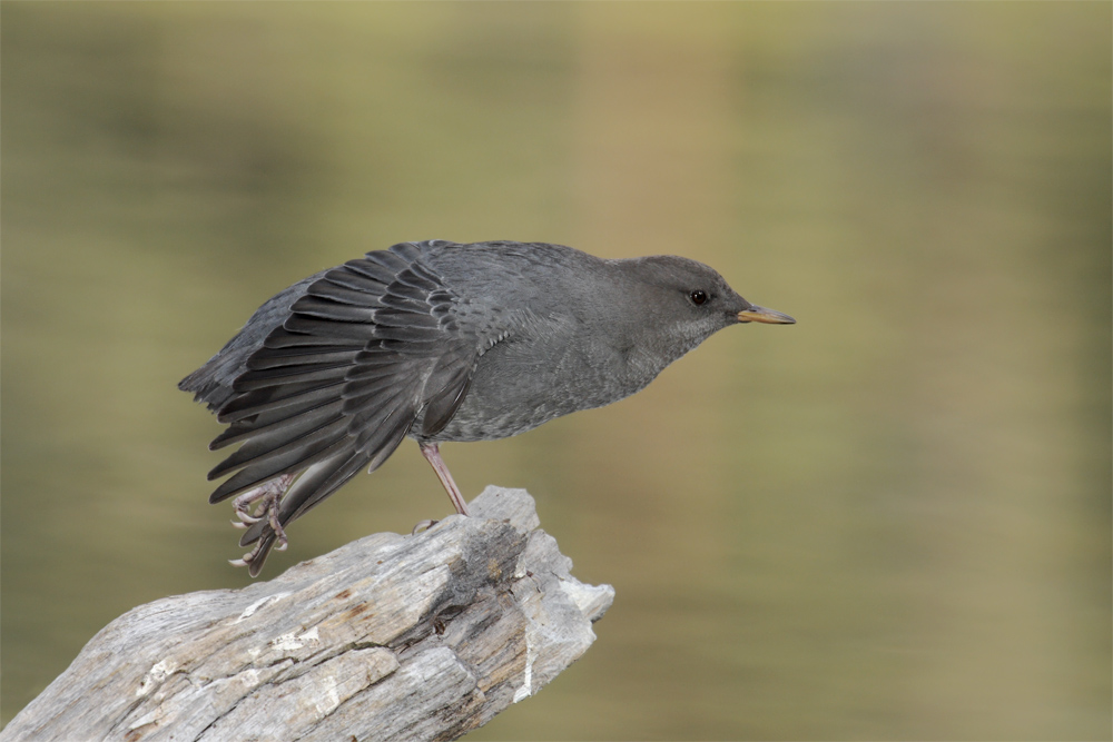 amerik. Wasseramsel